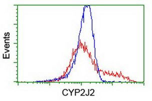 CYP2J2 Antibody in Flow Cytometry (Flow)