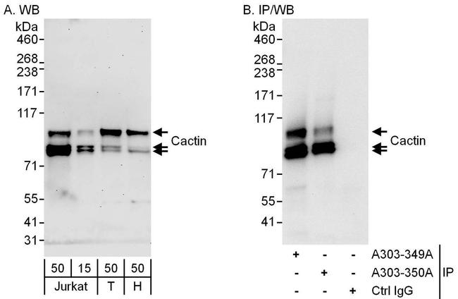 Cactin Antibody in Western Blot (WB)