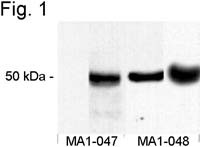 Phospho-CaMKII alpha (Thr286) Antibody in Western Blot (WB)