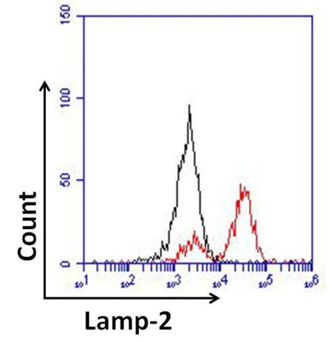 LAMP2 Antibody in Flow Cytometry (Flow)