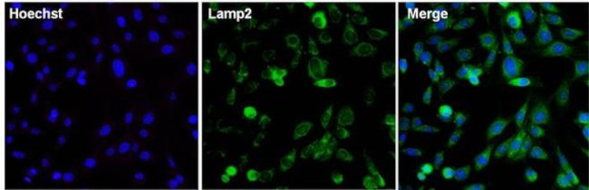 LAMP2 Antibody in Immunocytochemistry (ICC/IF)
