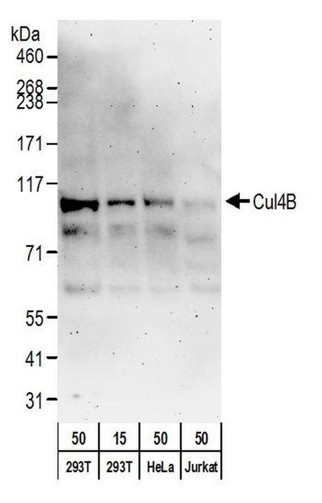 Cul4B Antibody in Western Blot (WB)