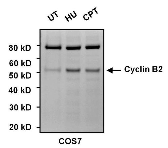 Cyclin B2 Antibody in Western Blot (WB)