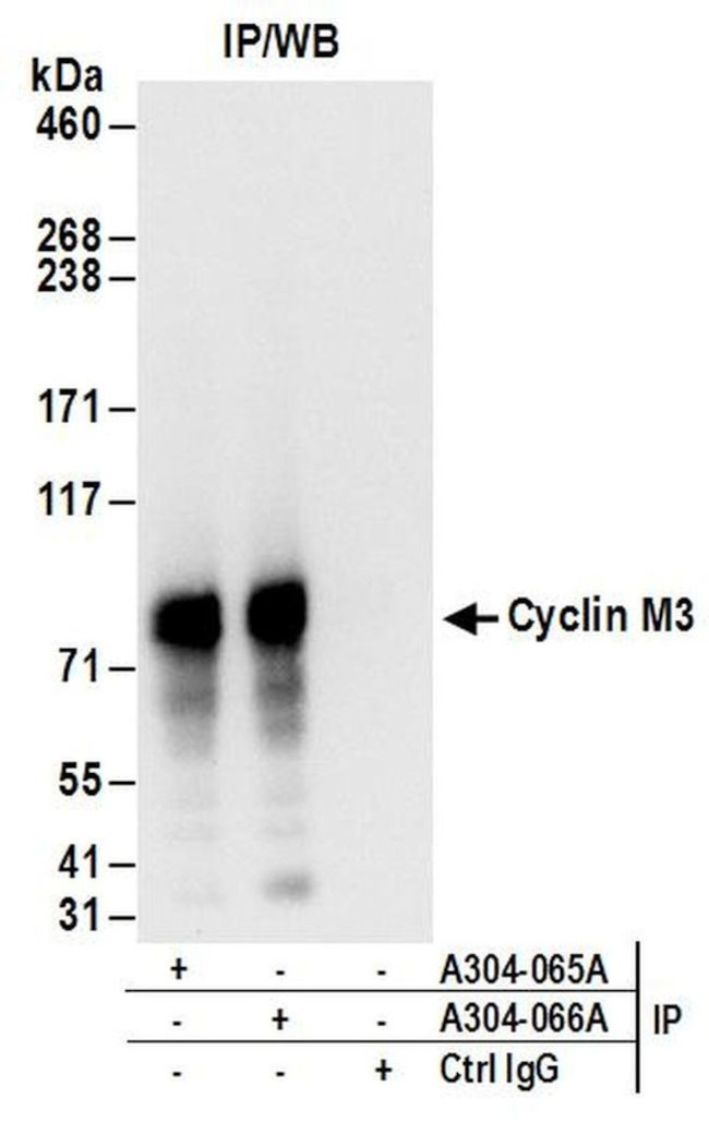 Cyclin M3 Antibody in Immunoprecipitation (IP)