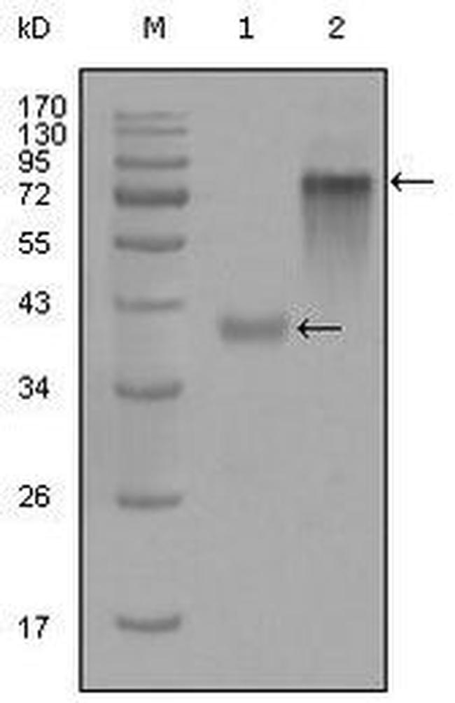 Cytokeratin 19 Antibody in Western Blot (WB)