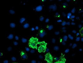 DAND5 Antibody in Immunocytochemistry (ICC/IF)