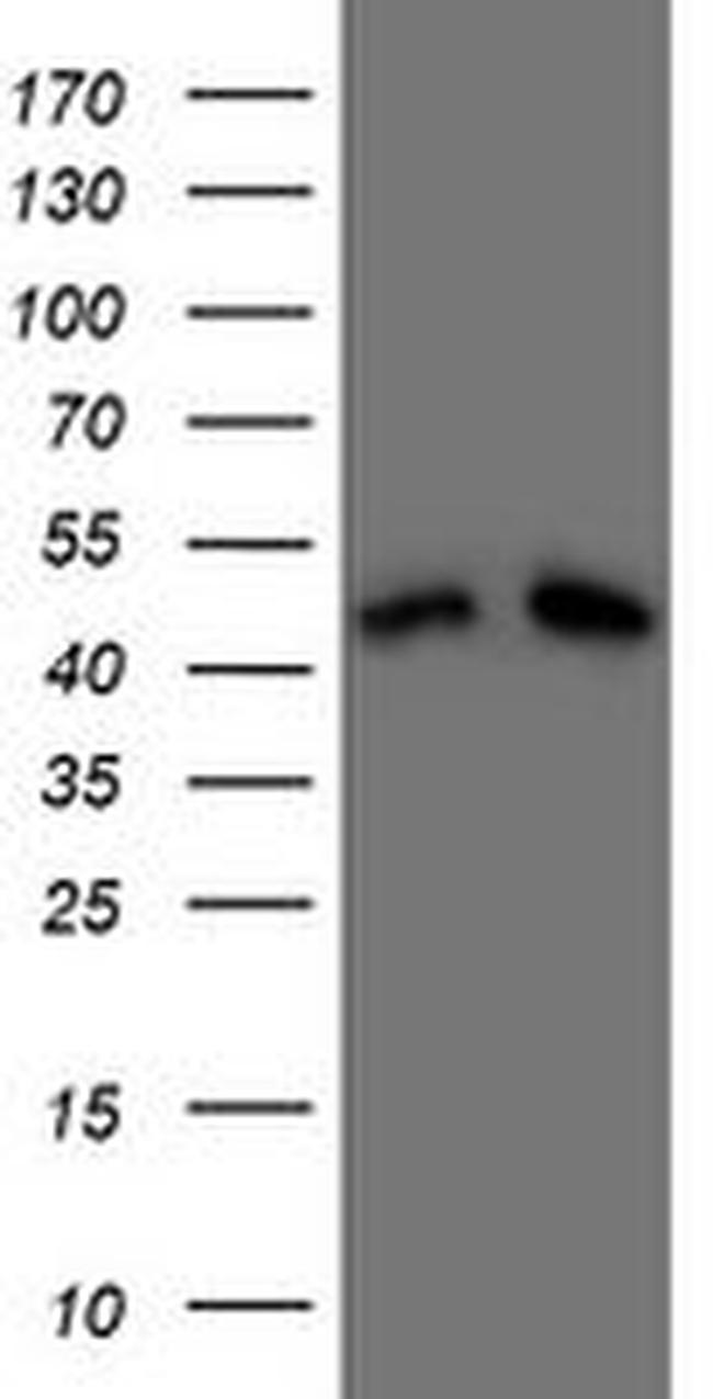 DAP3 Antibody in Western Blot (WB)