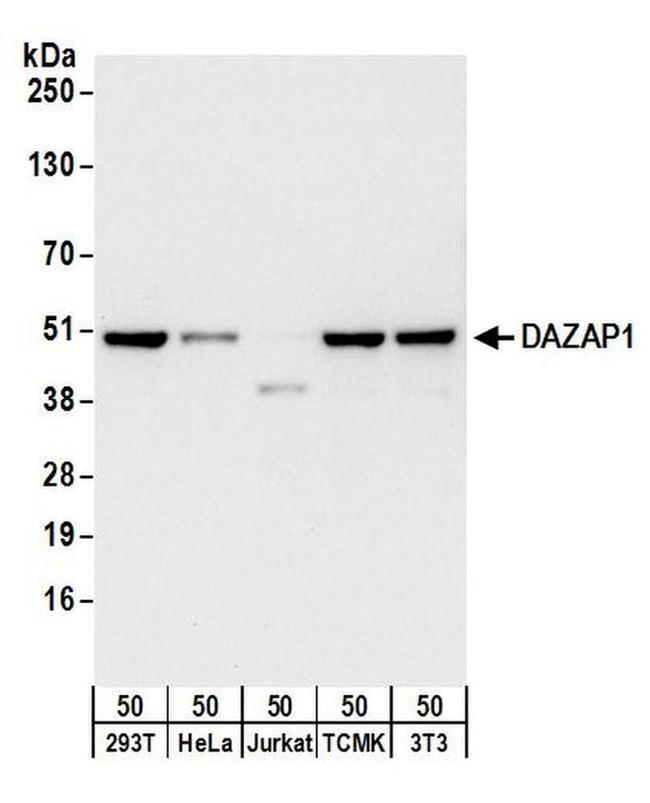 DAZAP1 Antibody in Western Blot (WB)