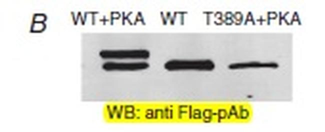 DDK Antibody in Western Blot (WB)
