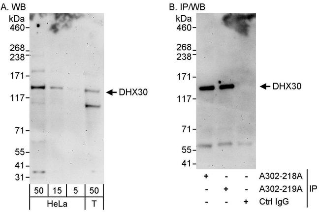 DHX30 Antibody in Western Blot (WB)