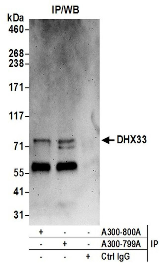 DHX33 Antibody in Immunoprecipitation (IP)