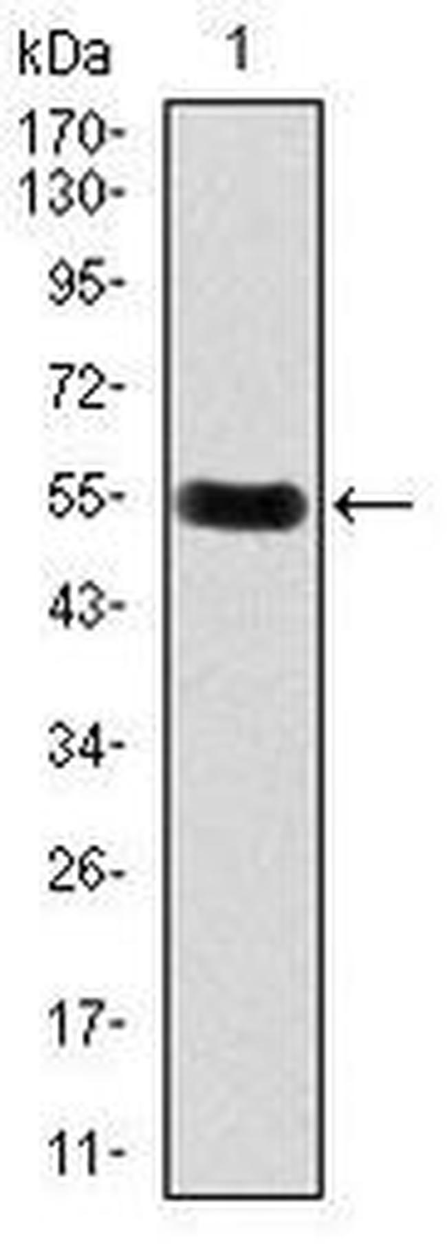 DKK3 Antibody in Western Blot (WB)