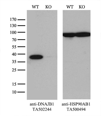 DNAJB1 Antibody
