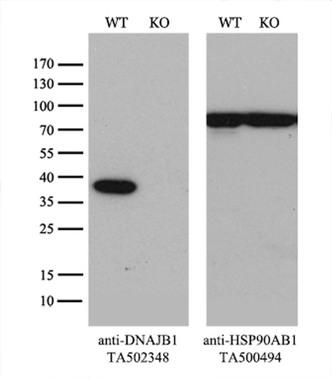 DNAJB1 Antibody in Western Blot (WB)