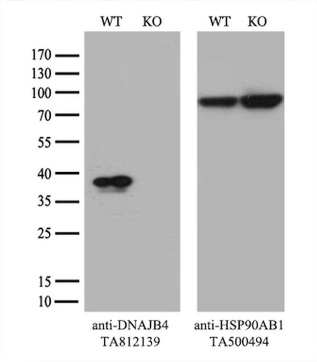 DNAJB4 Antibody in Western Blot (WB)