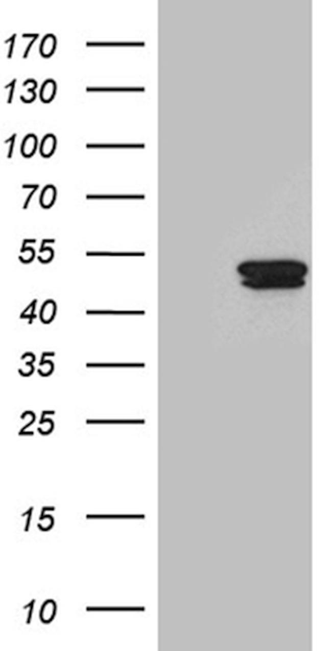 DNHL1 Antibody in Western Blot (WB)