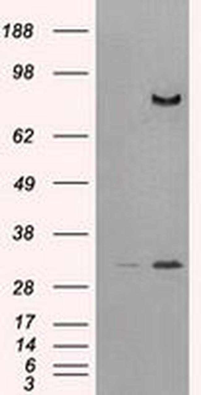 DPP4 Antibody in Western Blot (WB)
