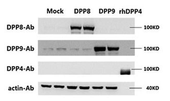 DPP4 Antibody in Western Blot (WB)