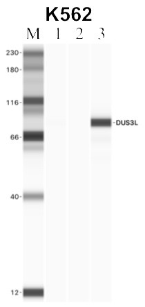 DUS3L Antibody in Immunoprecipitation (IP)