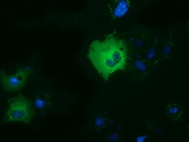 DYNC1LI1 Antibody in Immunocytochemistry (ICC/IF)