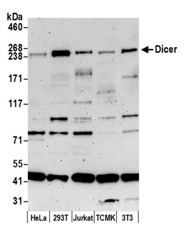 Dicer Antibody in Western Blot (WB)