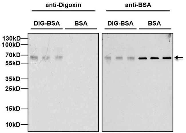 Digoxin Antibody in Western Blot (WB)