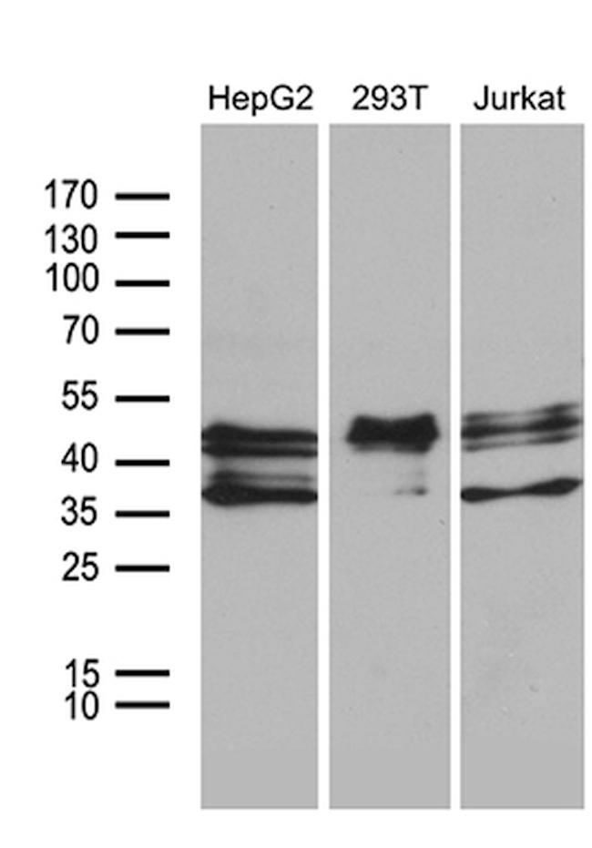 E2F5 Antibody in Western Blot (WB)