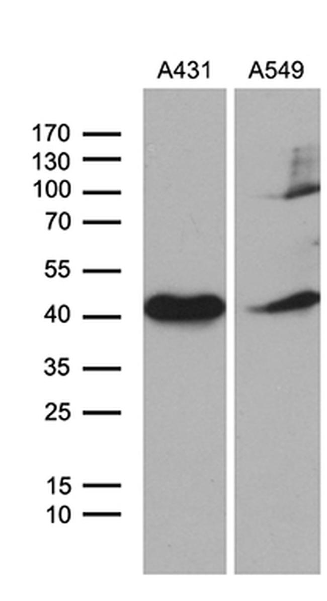 ELF3 Antibody in Western Blot (WB)