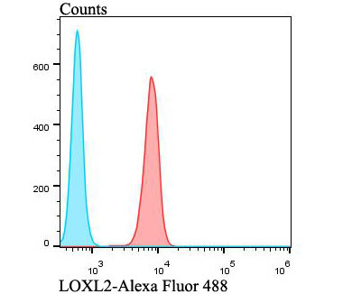 LOXL2 Antibody in Flow Cytometry (Flow)