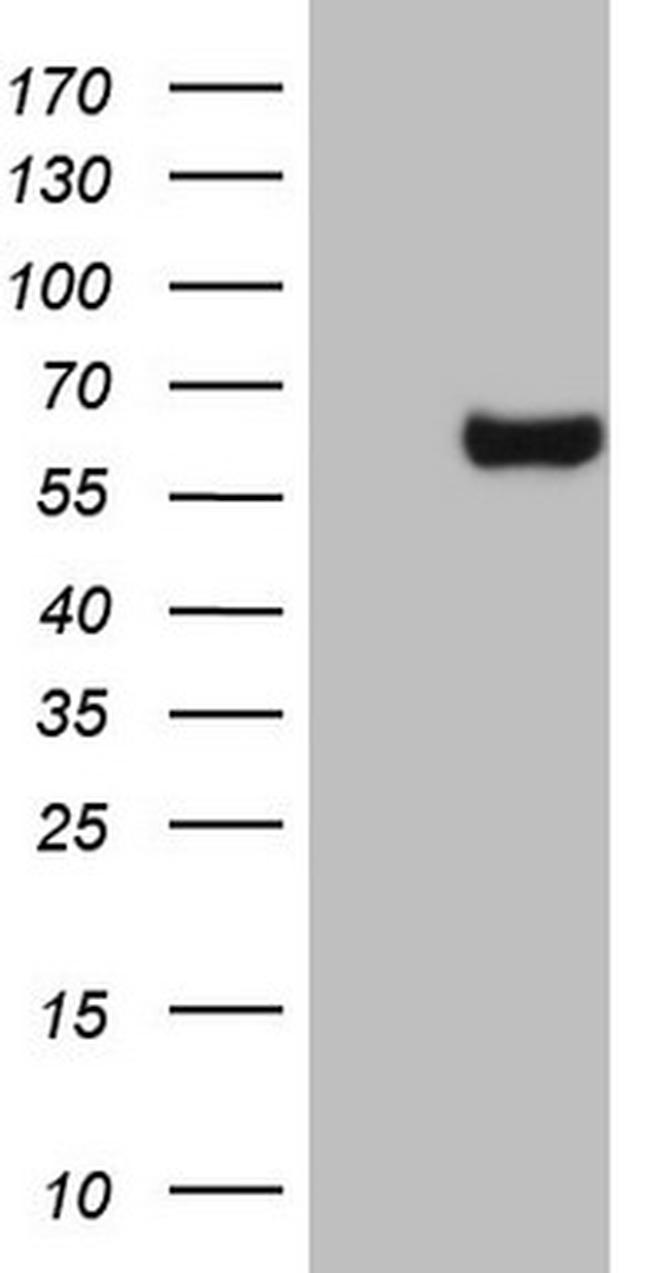 ESRRB Antibody in Western Blot (WB)