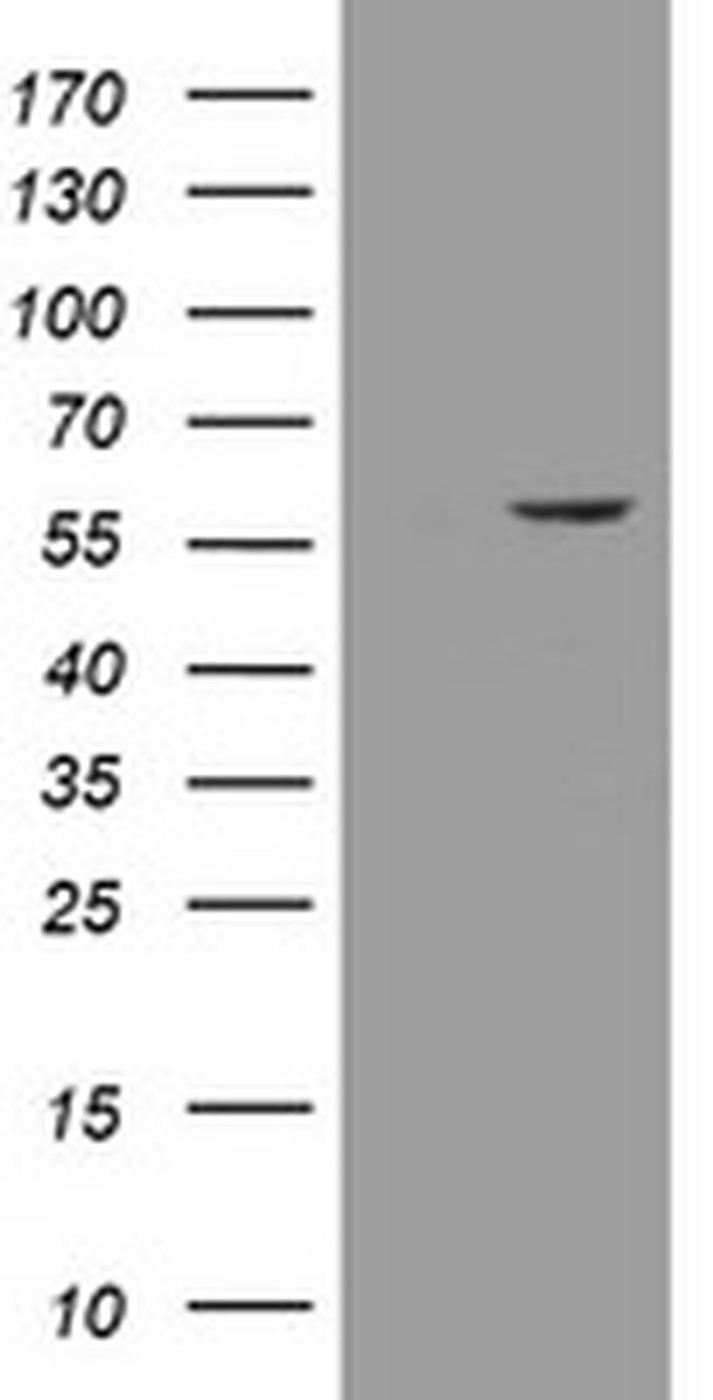 ESRRG Antibody in Western Blot (WB)