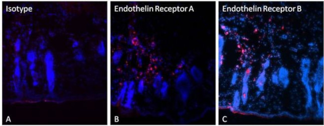 Endothelin B Receptor Antibody in Immunohistochemistry (Frozen) (IHC (F))