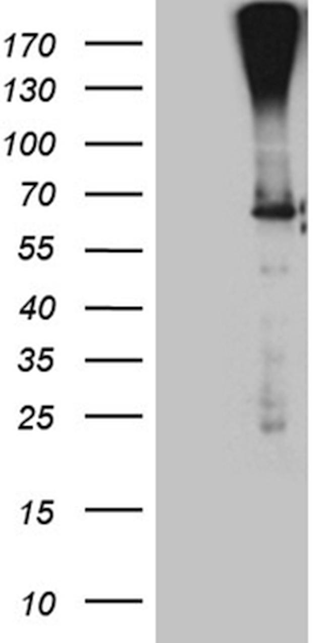 F10 Antibody in Western Blot (WB)