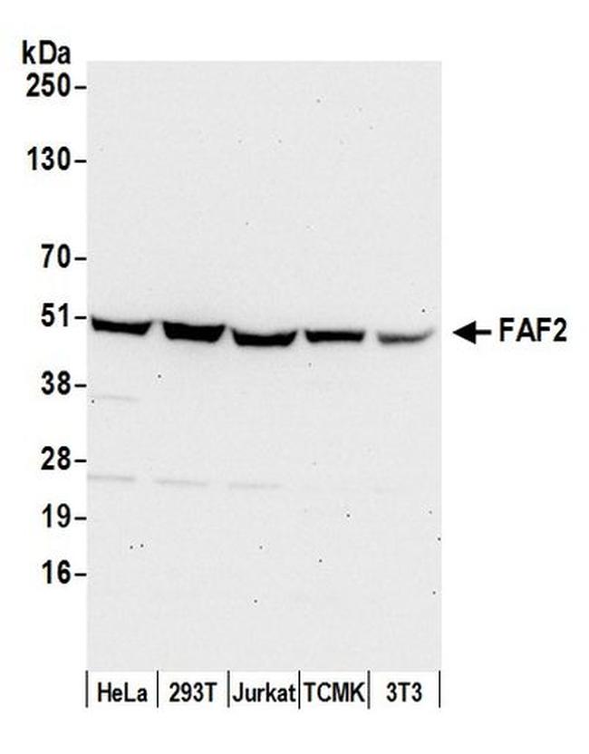 FAF2/ETEA Antibody in Western Blot (WB)