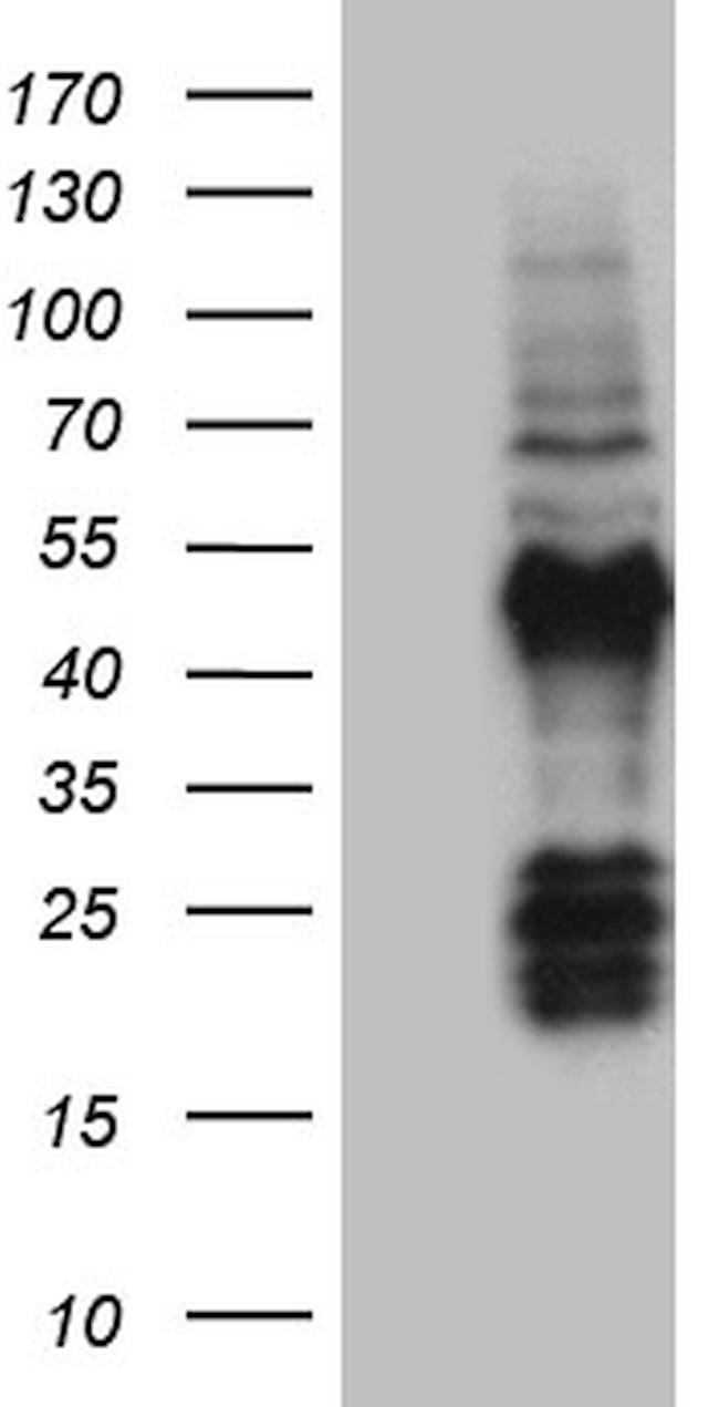 FAM131C Antibody in Western Blot (WB)