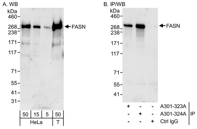 FASN Antibody in Western Blot (WB)