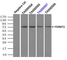 FERMT2 Antibody in Immunoprecipitation (IP)
