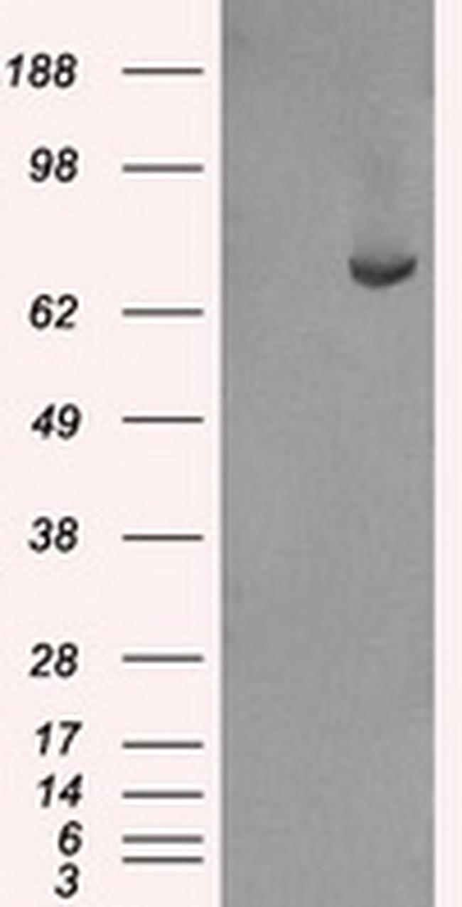 FERMT2 Antibody in Western Blot (WB)
