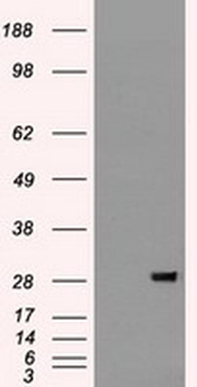FGF2 Antibody in Western Blot (WB)