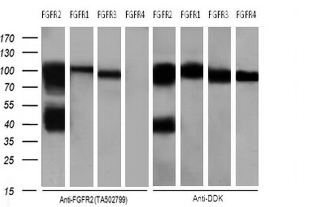 FGFR2 Antibody in Western Blot (WB)