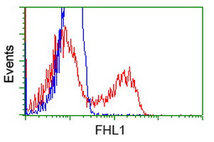 FHL1 Antibody in Flow Cytometry (Flow)