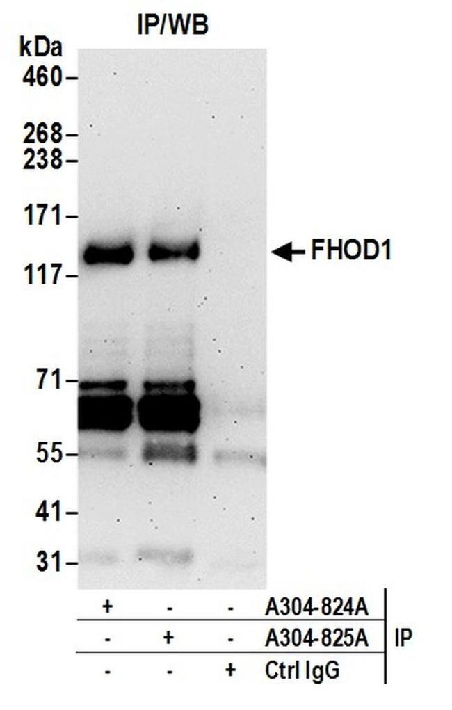 FHOD1 Antibody in Western Blot (WB)