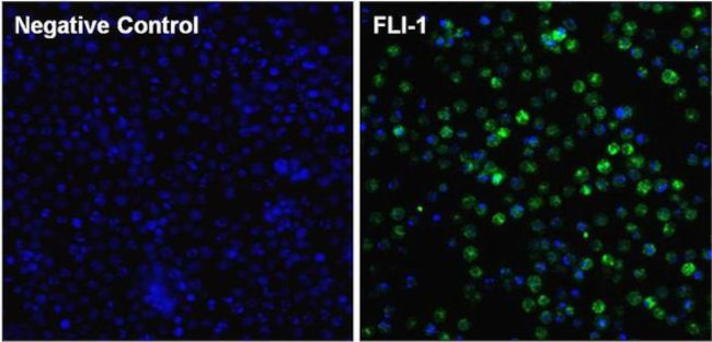 FLI1 Antibody in Immunocytochemistry (ICC/IF)