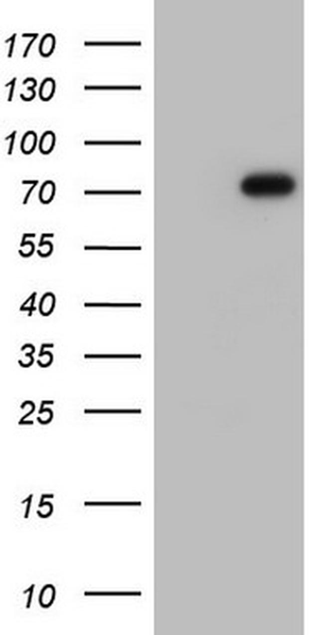 FN1 Antibody in Western Blot (WB)