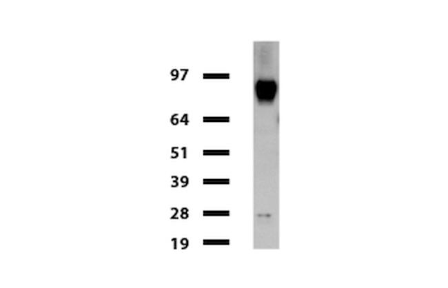 FOLH1 Antibody in Western Blot (WB)