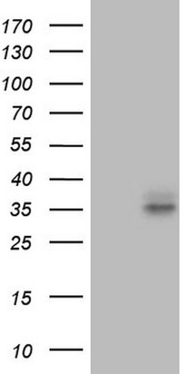 FOLR2 Antibody in Western Blot (WB)