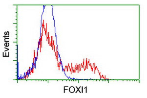 FOXI1 Antibody in Flow Cytometry (Flow)