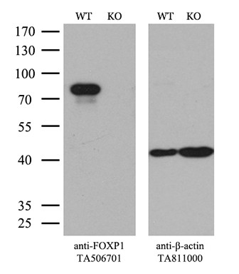 FOXP1 Antibody