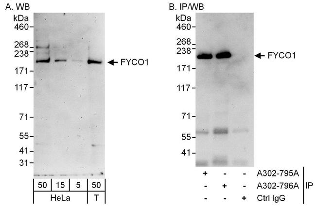 FYCO1 Antibody in Western Blot (WB)
