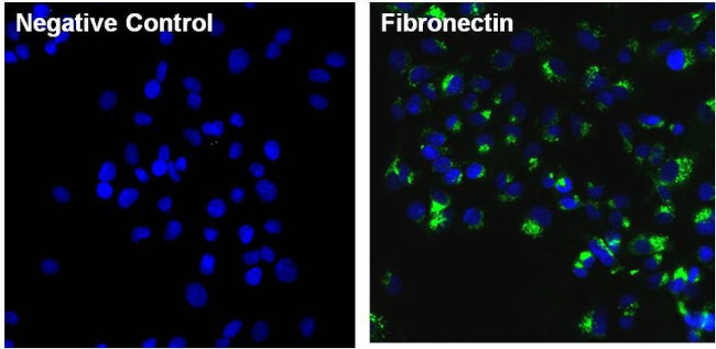 Fibronectin Antibody in Immunocytochemistry (ICC/IF)